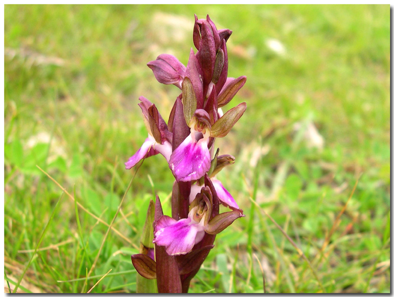 Anacamptis collina /  Orchide a sacco